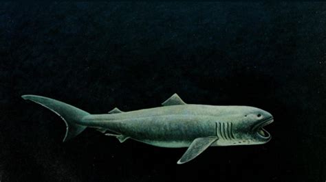 megamouth shark habitat